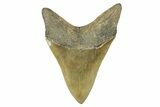 Serrated, Fossil Megalodon Tooth - Huge NC Meg #274752-2